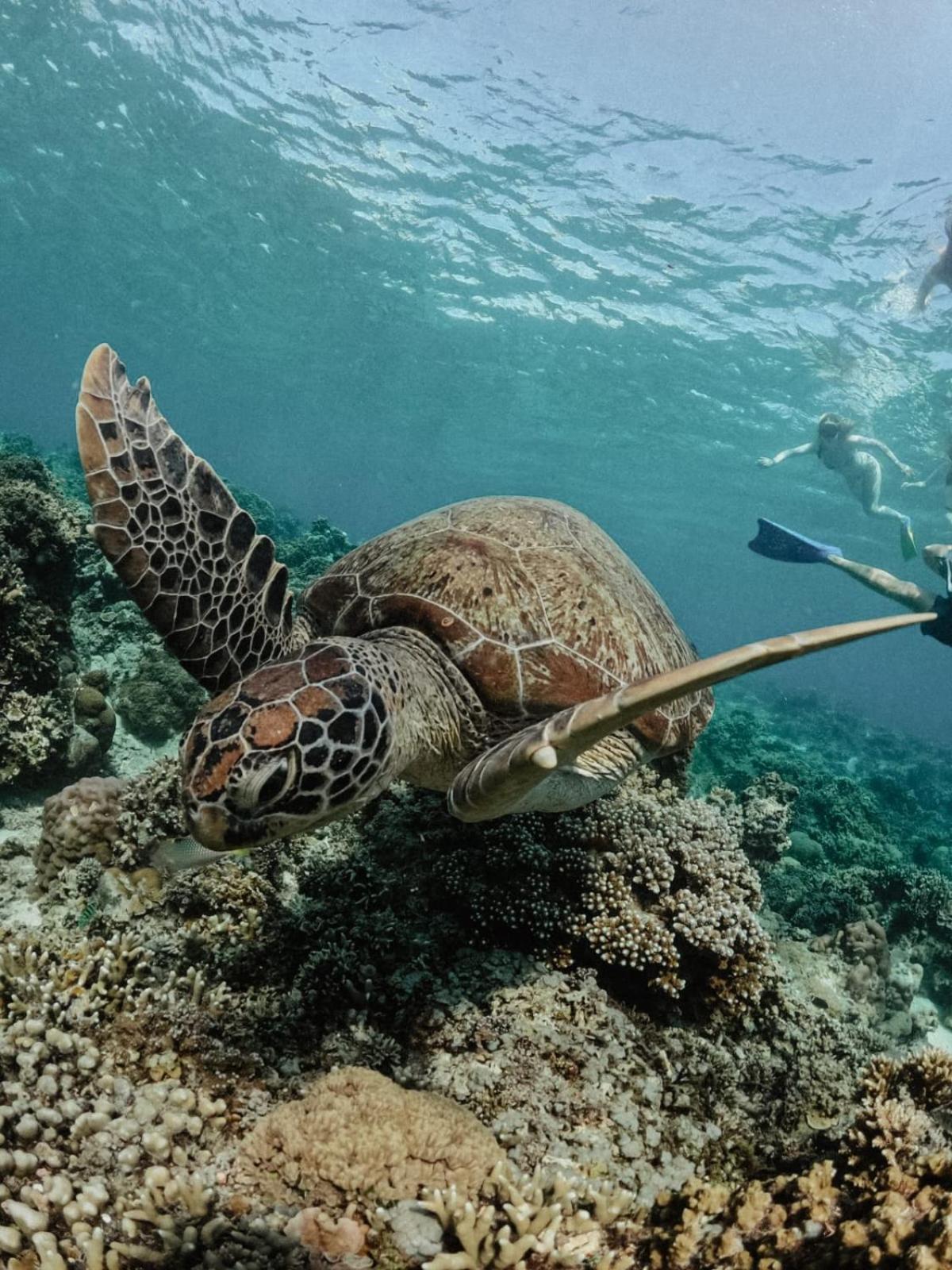 Hotel Tipsea Turtle Gili Air Exteriér fotografie